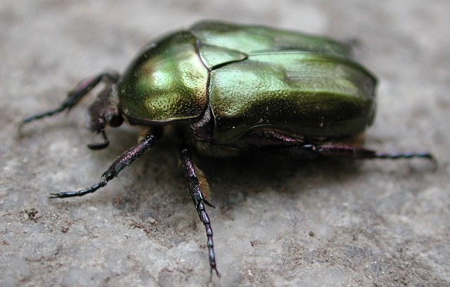 Coleoptera scarabaeidae 5exx triodontella nitidula  italy lazio 