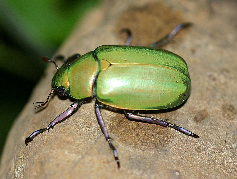Coleoptera scarabaeidae 5exx triodontella nitidula  italy lazio 