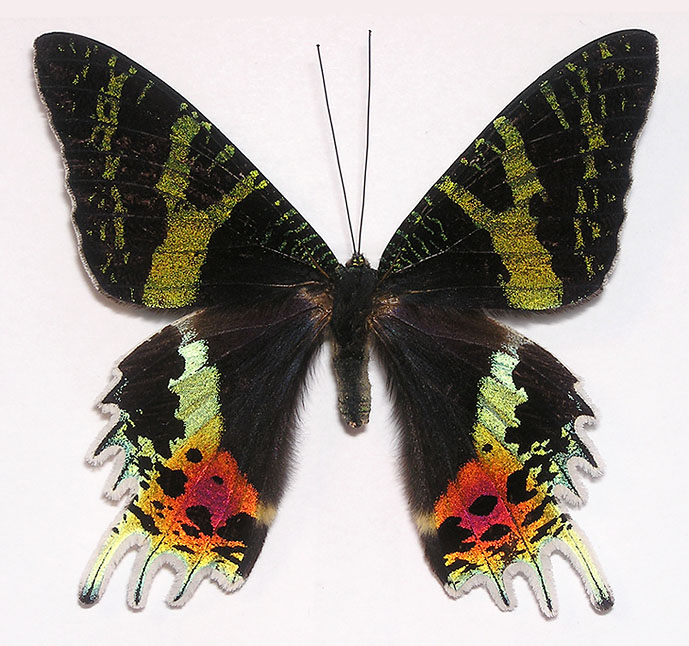 Urania Ripheus Chrysiridia Rhipheus Schmetterling Schaukasten beidseitig UV-Glas 
