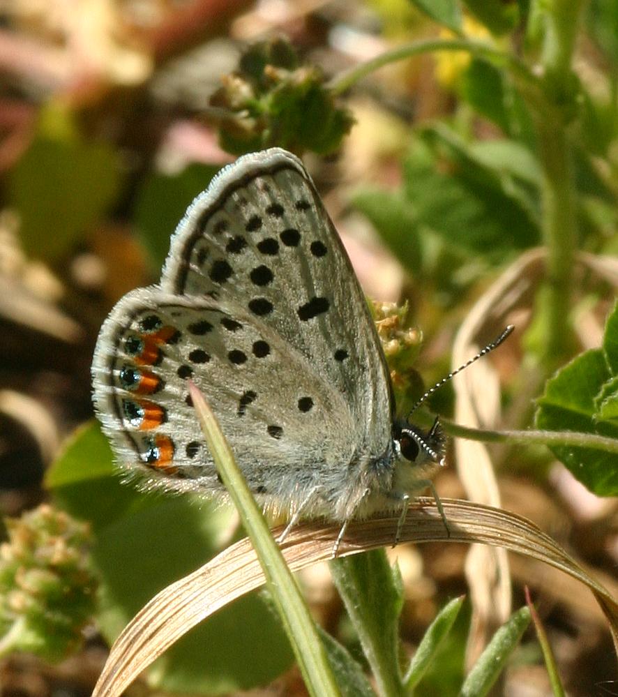 Lupine Blue Plebejus lupini (Boisduval, 1869)