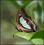 POLYURA PYRRHUS BURUANUS unmounted butterfly 
