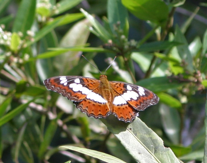 MODUZA unmounted butterfly LAMASIA LYNCIDES AMARAPTA 