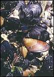 [mussel-1.jpg]